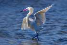 USA, Texas. South Padre Island, white morph, reddish egret chasing fish in the tidal flats Art Print